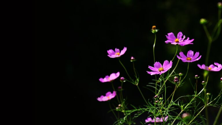 Планетарии и оборудование для астрономических шоу